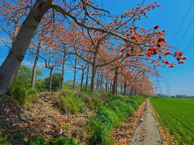 埤頭木棉花道